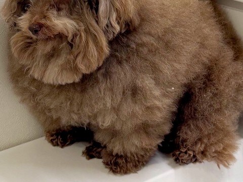 お風呂が苦手な犬→『入れられる』と気づいた瞬間に…絶望感が漂う『まさかの表情』が473万表示「人減すぎるｗ」「魂抜けてて草」と爆笑の声