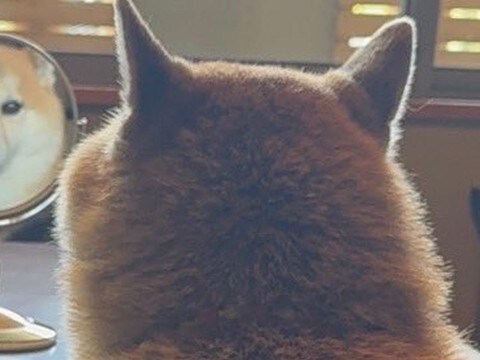 『犬が背中を向けている』と思ったら…飼い主を監視する『斬新すぎる方法』に14万いいね集まる「アイコンみたいｗ」「使いこなしてて草」と爆笑