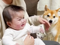 予防接種で大号泣する赤ちゃん→犬が近づいてきて…あまりにも尊い『泣き止ませる方法』が54万再生「癒し効果すごい」「かわいすぎる」と絶賛