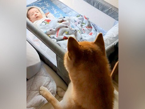 出産のため『1ヶ月家にいなかったママ』→赤ちゃんを連れて帰ると、犬が…尊すぎる『家族が増えた瞬間』に反響「完璧なお兄ちゃん」「泣ける」