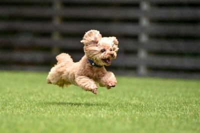 走るトイプードル