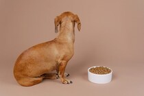 犬が『イヤイヤ期』にみせる3つの行動　考えられる心理や要求、正しい対処法まで解説