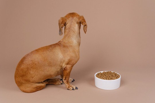 犬が『イヤイヤ期』にみせる3つの行動 考えられる心理や要求、正しい対処法まで解説