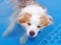 2匹の犬をプールに連れて行ったら、顎までつかった1匹が…気持ち良くて見せた『まさかの反応』に反響「想像以上に可愛い声」「愛くるしい」