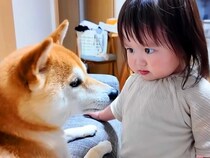 部屋をお片付けする1歳の女の子→なぜか犬にブチギレて…怒っている『まさかの理由』とカワイイ光景が41万再生「ガン飛ばしてるｗ」と反響