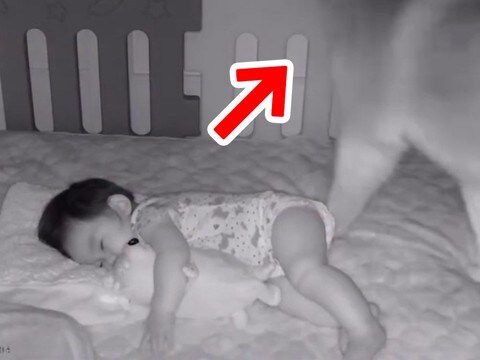 赤ちゃんの様子を『見守りカメラ』で確認しながら家事をしていたら…大型犬がしていた『泣けるほど尊い行動』が846万再生「優しい世界…」