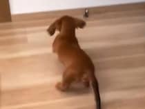 赤ちゃんの時、獣医から『足が大きいから7キロを超える』と言われたワンコ…小型犬と思えない『成長』が28万再生「元気なら良し」「お顔最高」