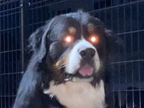 『同時に倒さないと復活するタイプのやつ』お座りする2頭の大型犬→溢れ出る『強敵感』に7万いいね「同時に撫でないと…」「おやつは偶数」