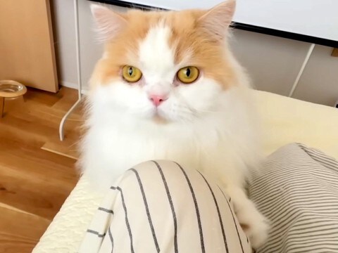 猫に『はやくきて！』と呼ばれたので、ついて行った結果→犬が…まさかのハプニングと行動に反響「猫さん偉すぎる」「可愛くて怒れないｗ」と反響