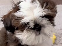 モップのような『モフモフ犬』→初めてトリミングをした結果…劇的に変化した『ビフォーアフター』に反響「お目目カワイイ」「モップ姿も好き」