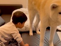 テレビを見ている小さな男の子→なぜか『秋田犬』が目の前で…まさかの『嫌がらせ』が84万再生「絶対わかってやってる」「俺を見ろ感ｗ」と反響