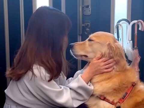 病院のため玄関に行く大型犬→『散歩に行ける』と勘違いして…あまりにも尊い『純粋すぎる光景』が32万再生「健気で泣けてくる」「声出た」