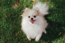犬が飼い主に『楽しい』と伝えたいときの行動3つ　愛犬の気持ちを見抜く方法と上手な応え方