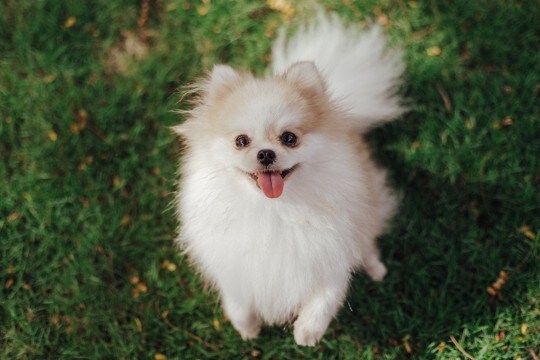 犬が飼い主に『楽しい』と伝えたいときの行動3つ　愛犬の気持ちを見抜く方法と上手な応え方