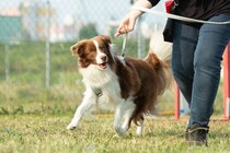 犬の『モチベーションを上げる』方法4つ　トレーニングに活かすコツや飼い主が心掛けたいことまで