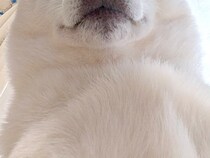 体調不良になった飼い主を看病する犬→『心配してくれている』と思いきや…圧が強すぎる『まさかの表情』が49万表示「威圧感ｗ」「優しい圧」