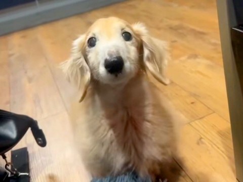 15歳のおじいちゃん犬→どうしてもごはんが欲しくて…破壊力が高すぎる『まさかの抗議方法』が41万再生「飛んでいきそう」「妖精さん」と絶賛