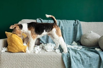 クッションを破壊する犬