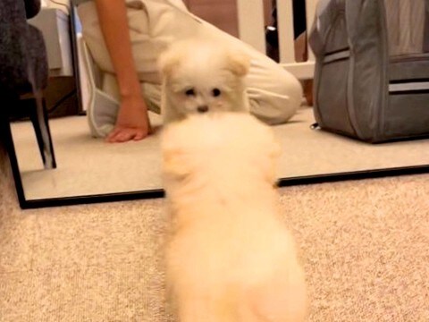 『赤ちゃん犬』をお迎えして5分後→初めて『鏡を見た』結果…永遠に眺めていたい『尊すぎる行動』が682万再生「心が浄化される」「悶絶した」