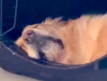 爆睡中の大型犬の『名前を呼んだ』瞬間…まるでお笑い芸人？『想像以上のリアクション』が19万再生「顔ーｗｗ」「電車の中で見たらあかんやつ」