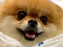 犬の散歩中に雨が降ってしまったので、慌てて『レジ袋』を…まさかの対策と想定外の反応に2万いいね集まる「エンジョイーヌ」「満足そうｗ」