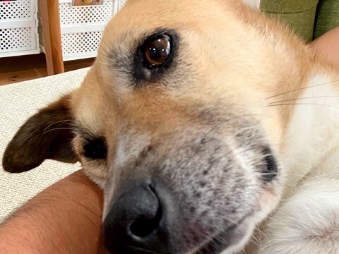 朝、いつもと違う行動をする犬→心配で病院へ行ってみたら…宣告された『まさかの病名』に2万いいね集まる「重症ですね…」「うちもですｗ」