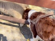 牧場にきた犬が『羊のおしりを嗅いだ』結果→衝撃的なニオイで…芸人顔負けのリアクションが28万再生「どういう感情？ｗ」「想像しちゃうｗ」