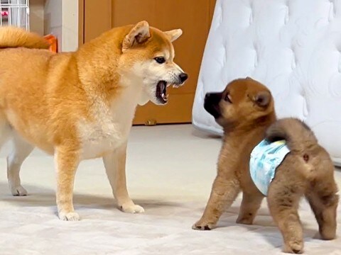 いつもは心優しい犬→なぜか『赤ちゃん犬』に吠えてしまい…初めて怒った『まさかの理由』が可愛すぎると48万再生「ほっこり」「キュンとした」