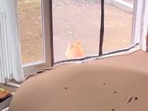 ジャーキー以外には興味がない犬→色々な食べ物で検証した結果…信じられない『反応速度』が11万再生「学習能力高い」「なんでわかるん？」