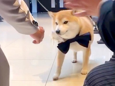 結婚式で犬に『リングドッグ』お願いした結果→駆け寄ってきたと思ったら…予想外だった『まさかの行動』が13万再生「幸せ倍増」「逃げてて草」