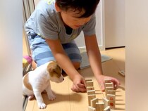 男の子がドミノで遊んでいたら『赤ちゃん犬』が近づいて…永遠に見ていたい『共同作業』が51万再生「可愛すぎて悶絶…」「なんて幸せな空間」