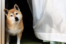 犬が『首をかしげる』心理5選　主な理由や不調を感じているかどうかを判断する方法まで