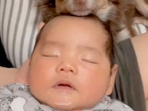 赤ちゃんが『人見知りの犬』と初対面→『吠えたりしないかな』と心配していたら…予想をはるかに超えた『まさかの光景』に反響「なんだか似てる」