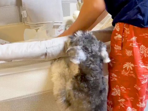 『ベビーベッドで泣いている赤ちゃん』に気づいた犬→心配のあまり見せた『愛しかない行動』が23万再生「優しい子」「ベビーシッターになれる」