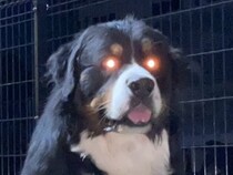 『同時に倒さないと復活するタイプのやつ』お座りする2頭の大型犬→溢れ出る『強敵感』に7万いいね「同時に撫でないと…」「おやつは偶数」