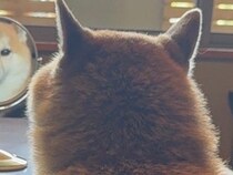 『犬が背中を向けている』と思ったら…飼い主を監視する『斬新すぎる方法』に14万いいね集まる「アイコンみたいｗ」「使いこなしてて草」と爆笑