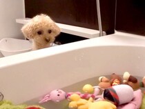 犬が大切にしているおもちゃを『大量に丸洗いした』結果…まさかの『大号泣してしまう光景』が564万再生「哀愁が…」「感情表現豊かすぎる」