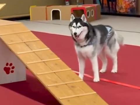 高所恐怖症の大型犬→頑張って『アジリティに挑戦した』結果…思わず抱きしめたくなる『まさかの光景』が146万再生「見た目と違いすぎるw」