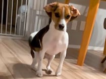 ご飯前、犬に『待て』をさせた結果→我慢できなくて…全く待てていない『まさかの動き方』が12万再生「クセ凄すぎるｗｗ」「何回見ても笑う」