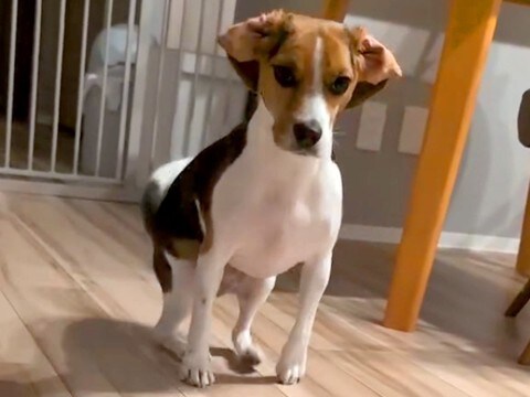 ご飯前、犬に『待て』をさせた結果→我慢できなくて…全く待てていない『まさかの動き方』が12万再生「クセ凄すぎるｗｗ」「何回見ても笑う」