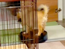 掃除ロボットに乗っている犬→降りたはずみでボタンを押してしまい…想定外すぎる『まさかの悲劇』が33万再生「最高ｗｗ」「大物になる」と反響