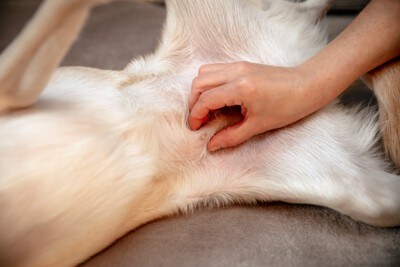 犬の乳腺チェック