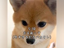 朝の5時30分『はやくおきて』と犬が起こしに来て…とんでもなく尊い『モーニングルーティン』が126万再生「羨ましい」「起こしてほしい」