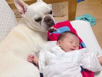ソファで寝ている赤ちゃん→犬が体を守るように寄り添って…まるで本当の母親のような『母性に溢れた光景』に反響「優しいね」「泣ける…」