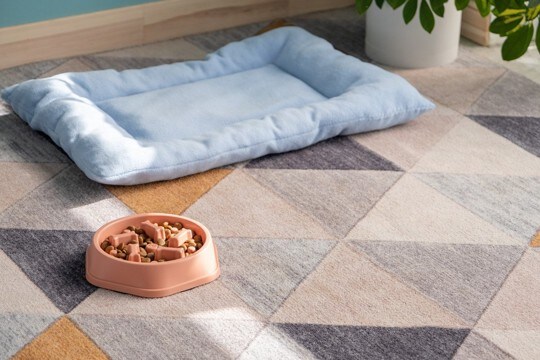 犬の『置き餌』が危険な理由3つ　起こりうる健康トラブルから取り入れたい予防策まで