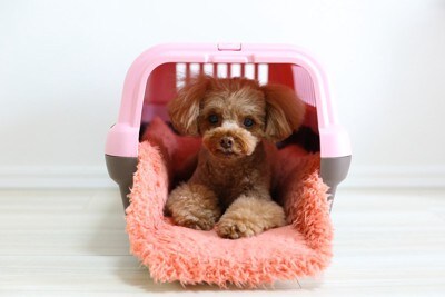 クレートとトイプードル