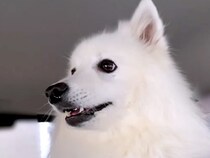 パパを『病院まで車でお迎えに行った』結果、一緒に乗っていた犬が…あからさま過ぎる『態度の違い』に反響「可愛い」「LOVEが滲み出てるｗ」