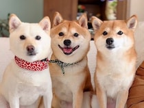 一見仲良しな『犬の3ショット』かと思いきや…明らかになった『複雑な三角関係』が47万再生「元カノｗｗ」「人間なら修羅場不可避で草」と爆笑