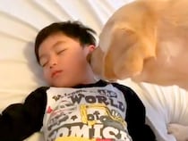 お昼寝中の小さい男の子→大型犬に『散歩に行くから起こして』とお願いした結果…『完全に言葉を理解している光景』に反響「起こし方が優しい」