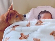 赤ちゃんが家にやってきた結果、犬が怖がって…落ち着いた後に見せた『はじめまして』が尊すぎると17万再生「興味津々ですね」「可愛すぎる」